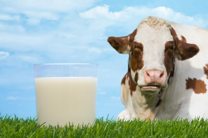 Los lácteos y sus problemas asociados